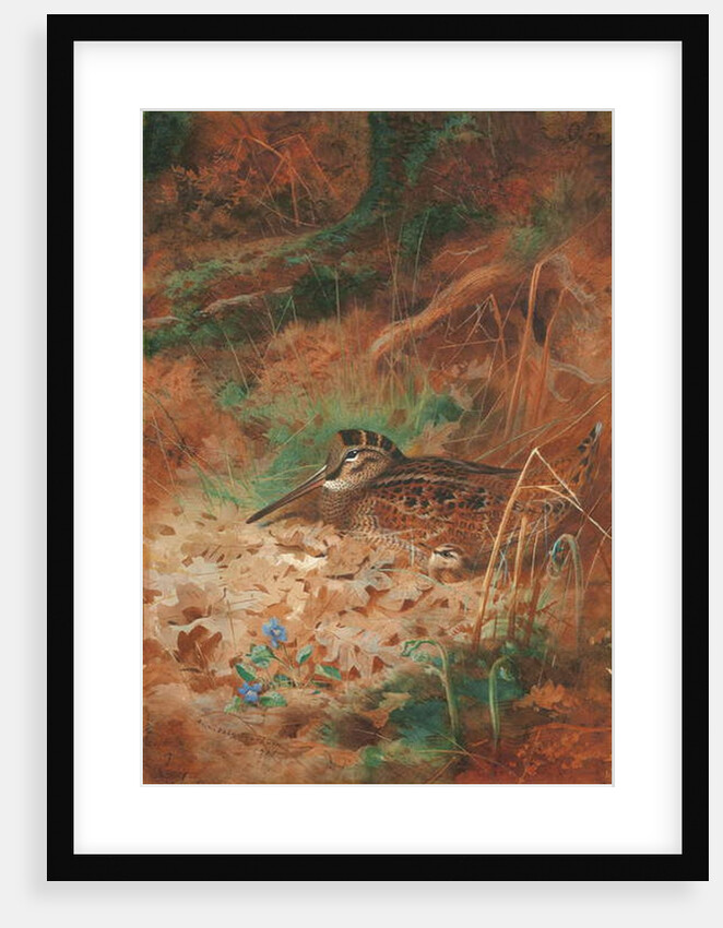 A Woodcock and Chick in Undergrowth, 1905 by Archibald Thorburn