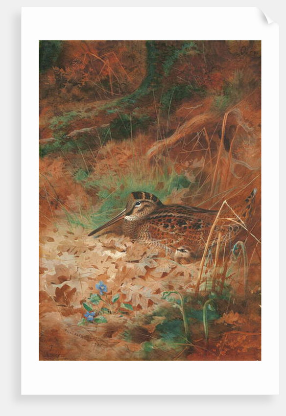 A Woodcock and Chick in Undergrowth, 1905 by Archibald Thorburn