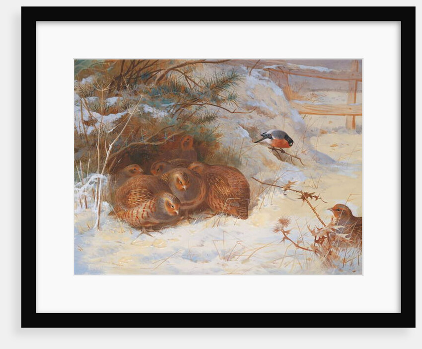 Frosty Morning, Pheasant in Winter, 1899 by Archibald Thorburn