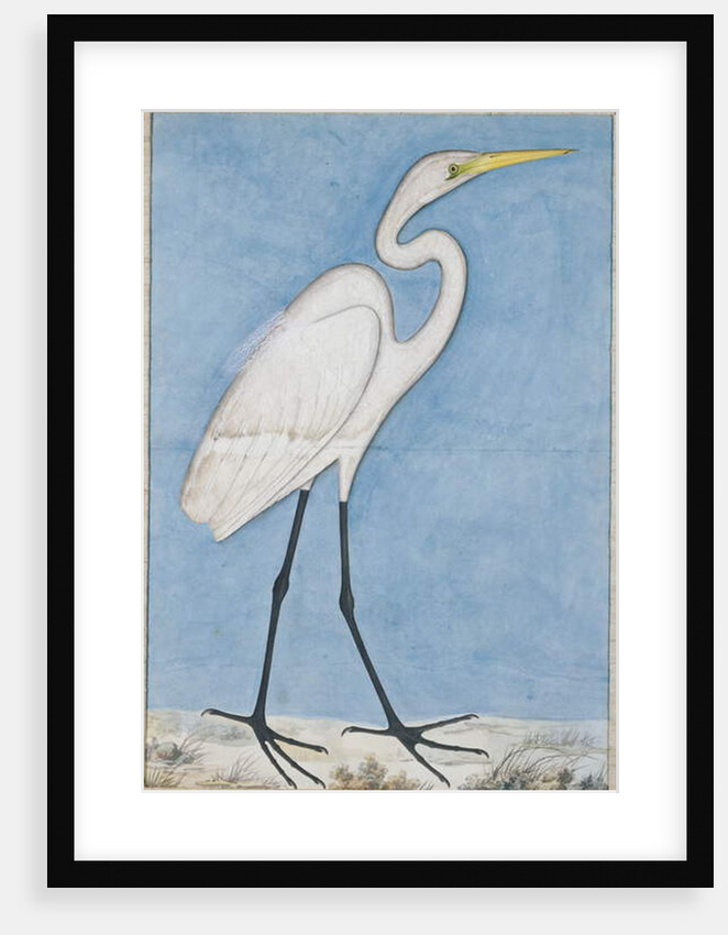 A Great Egret, Lucknow, c.1790 by Indian School
