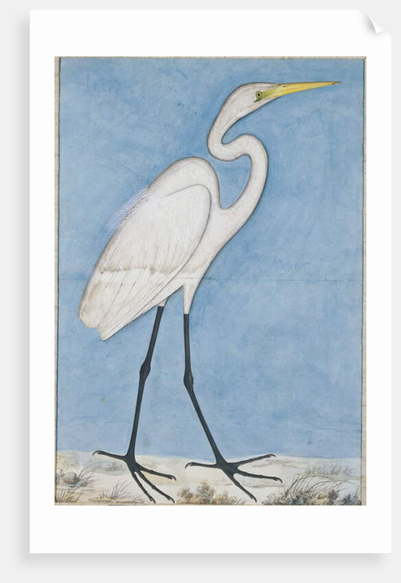 A Great Egret, Lucknow, c.1790 by Indian School