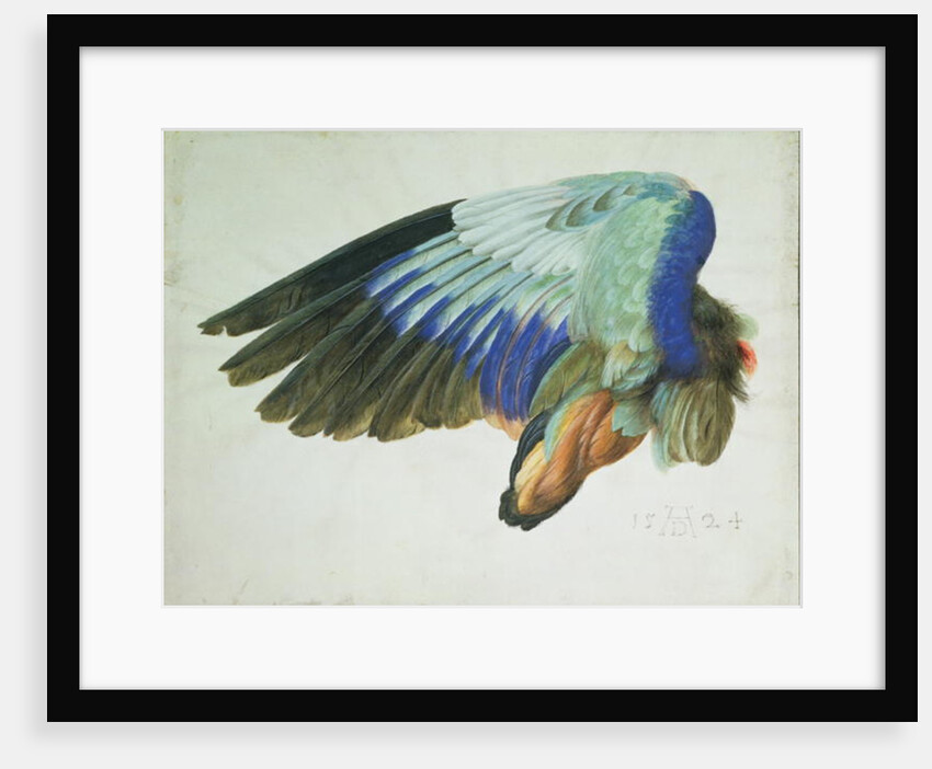The Right Wing of a Blue Roller copy of an original by Albrecht Durer of 1512, 1524 by Hans Hoffmann