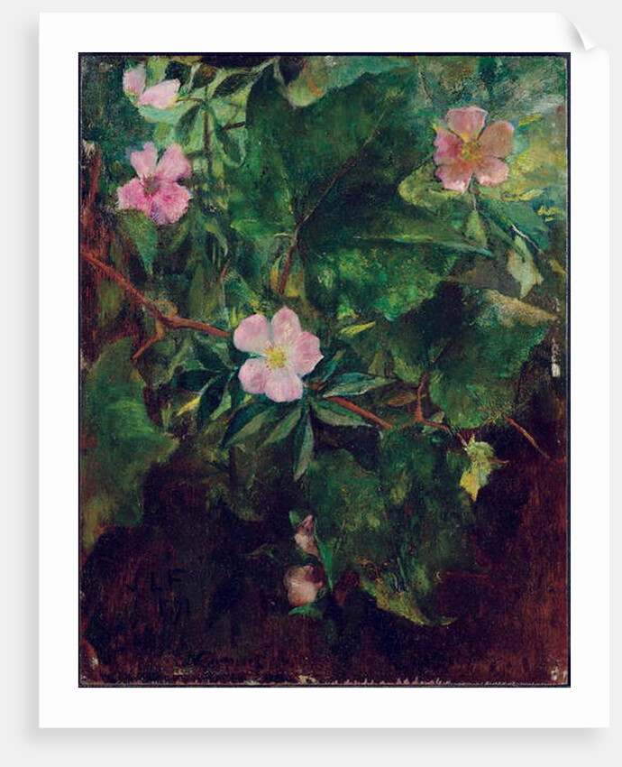 Wild Rose and Grape Vine, Study From Nature, 1871 by John La Farge or Lafarge