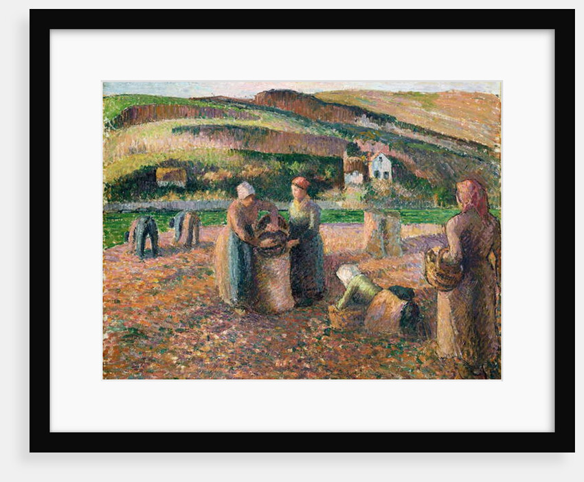 Picking Potatoes, 1893 by Camille Pissarro