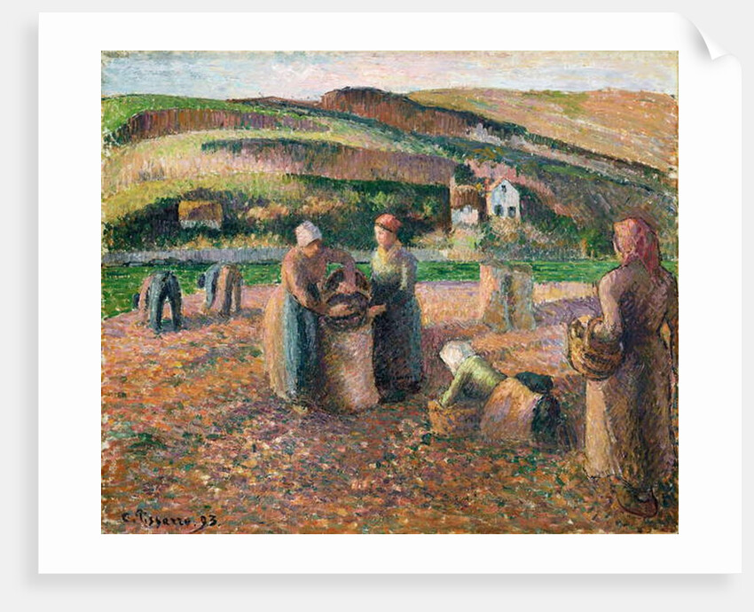 Picking Potatoes, 1893 by Camille Pissarro