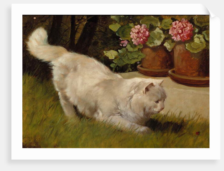 A White Persian Cat with a Ladybird by Arthur Heyer