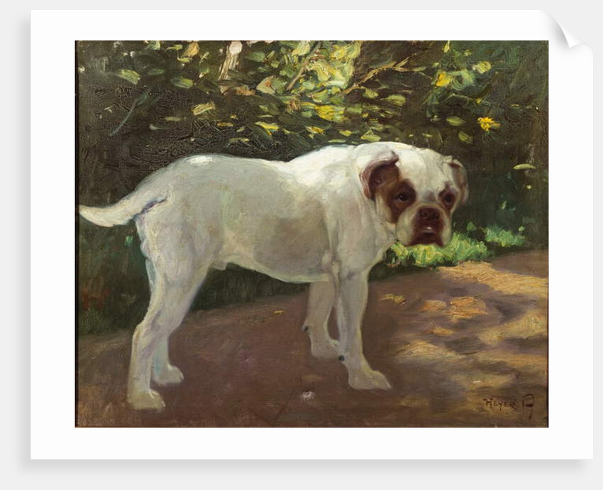 A Bulldog on a Garden Path by Arthur Heyer