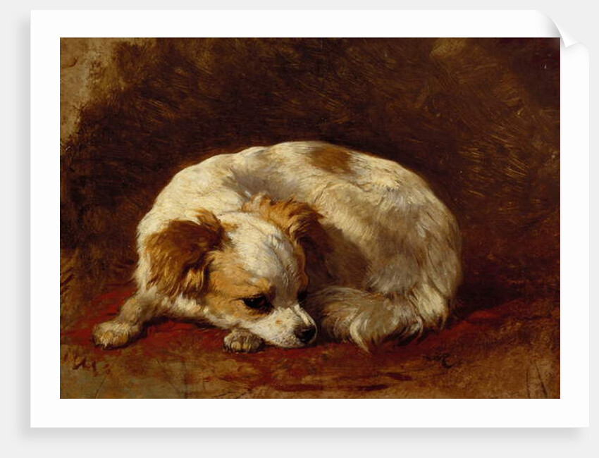 A Papillon by Henriette Ronner-Knip