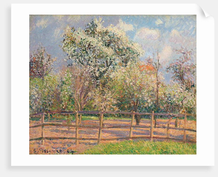 Pear Trees in Bloom, Eragny; Poiriers en fleur, Eragny, 1894 by Camille Pissarro