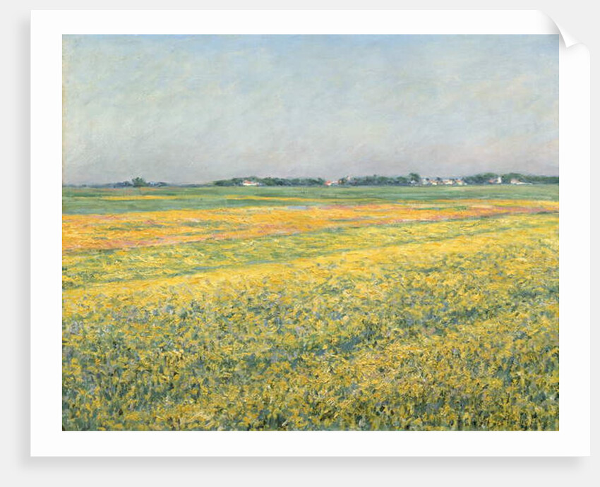 The Plain of Gennevilliers, Yellow Fields; La plaine de Gennevilliers, champs jaunes, 1884 by Gustave Caillebotte