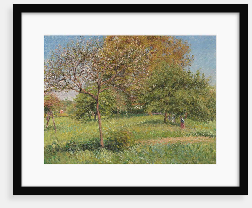 The Great Walnut Tree, Morning, Eragny by Camille Pissarro