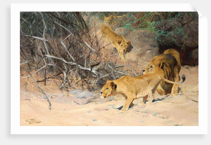 A Pride of Lions on the Prowl by Wilhelm Kuhnert