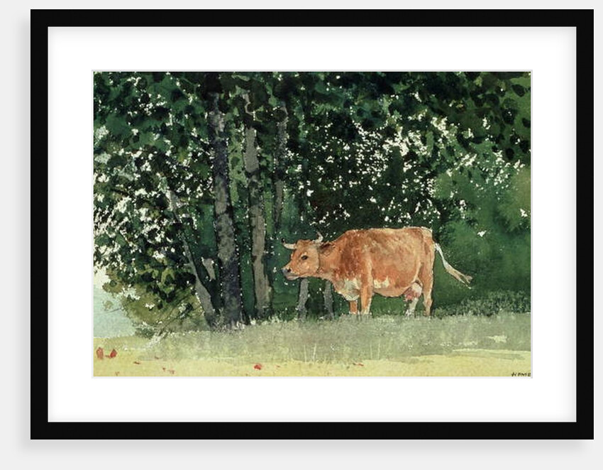 Cow in Pasture, 1878 by Winslow Homer