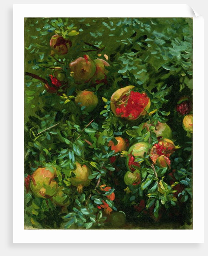 Pomegranates, Majorca, c.1908 by John Singer Sargent