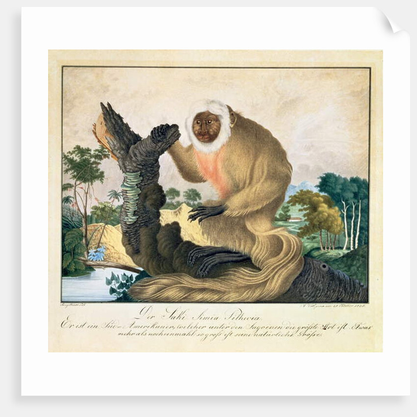 The Saki Monkey, 1835 by Aloys Zotl