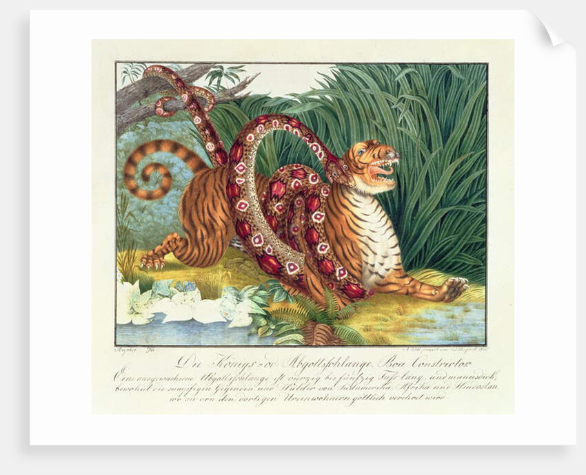 The Tiger and the Boa Constrictor, 1835 by Aloys Zotl