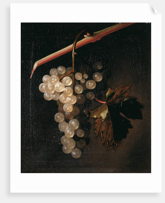 A Bunch of Grapes Hanging before a Stone Wall, 1709 by Simon Peeterz Verelst