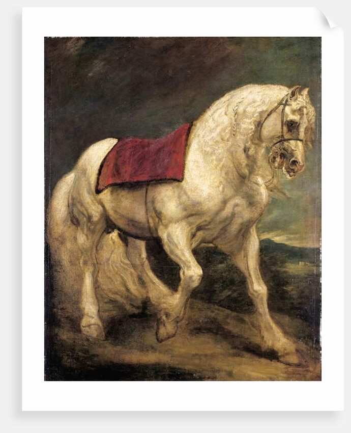A bridled grey stallion, with a saddle cloth and partially plaited mane: a modello by Anthony van Dyck