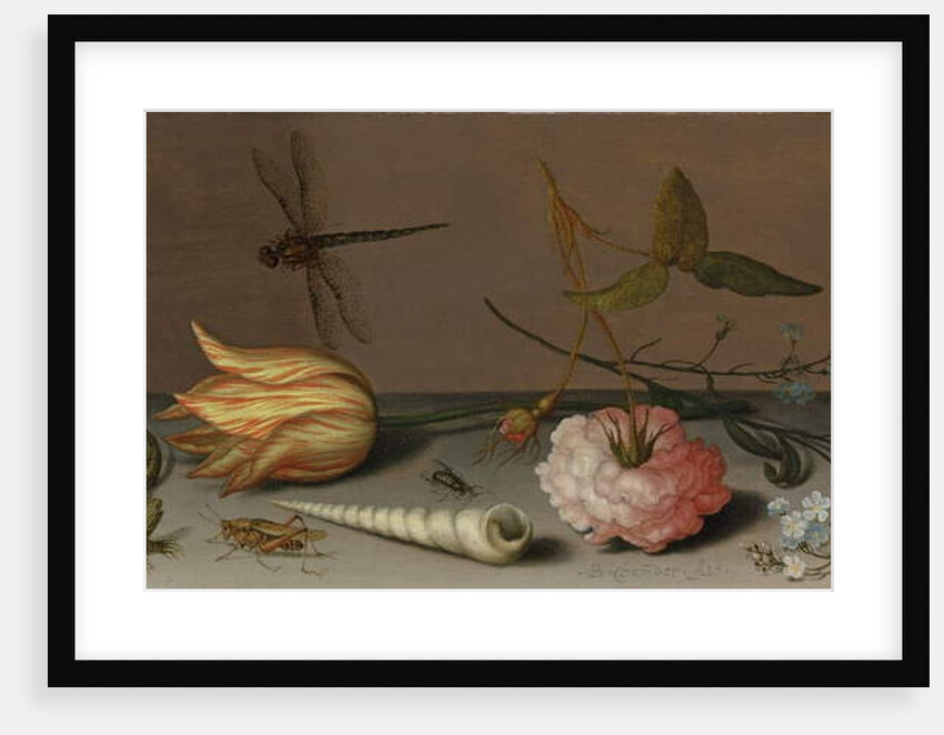 A tulip, a carnation, spray of forget-me-nots, with a shell, a lizard and a grasshopper, on a ledge, a dragonfly in flight by Balthasar van der Ast