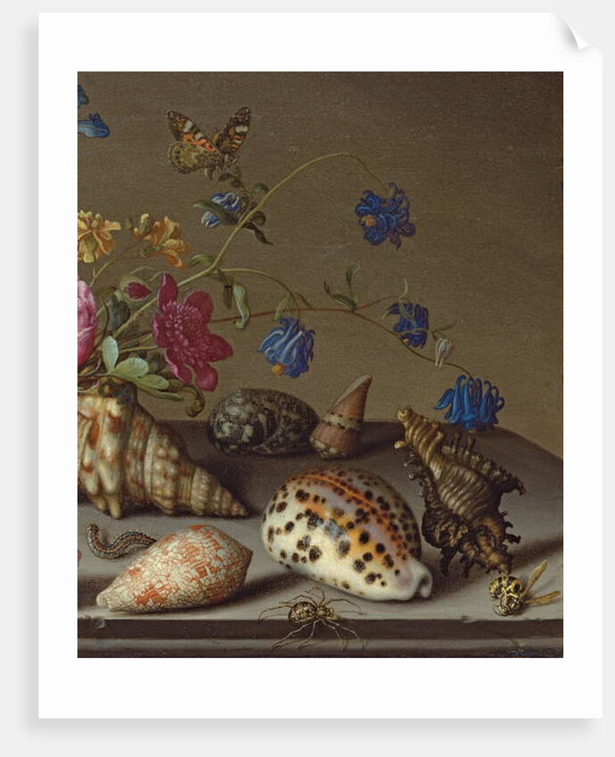 Flowers, shells and insects on a stone ledge by Balthasar van der Ast