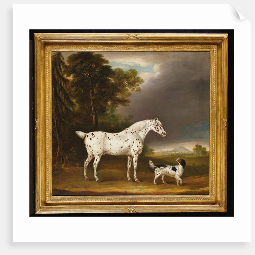 Appaloosa Horse and spaniel, 1807 by Thomas Weaver