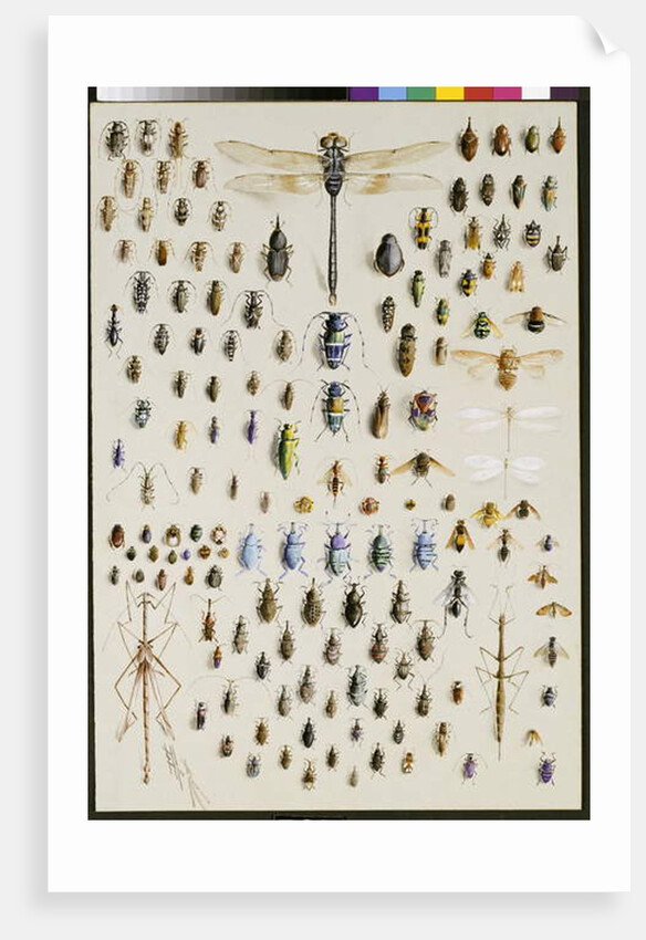 One hundred and fifty insects, dominated at the top by a large dragonfly by Marian Ellis Rowan