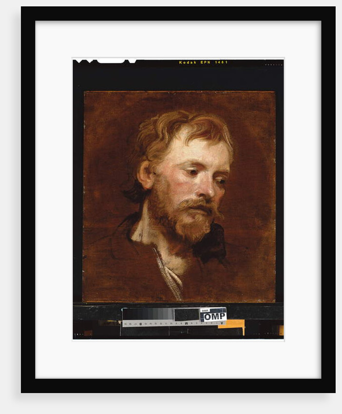 A bearded man, a study by Anthony van Dyck