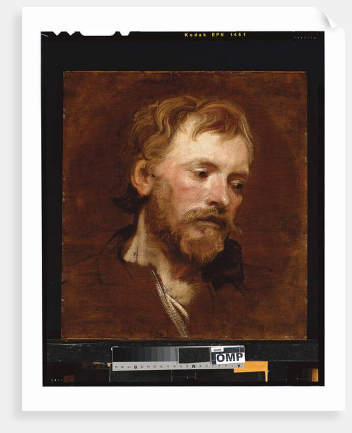 A bearded man, a study by Anthony van Dyck