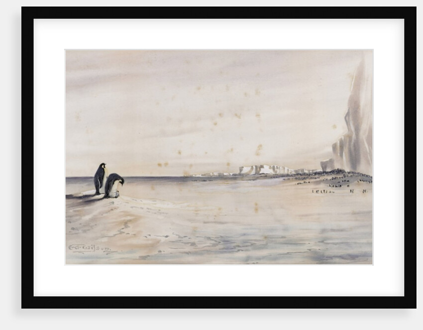 The Emperor Penguin Rookery, Cape Crozier by Edward Adrian Wilson