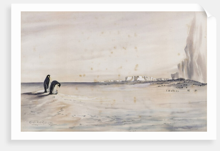 The Emperor Penguin Rookery, Cape Crozier by Edward Adrian Wilson