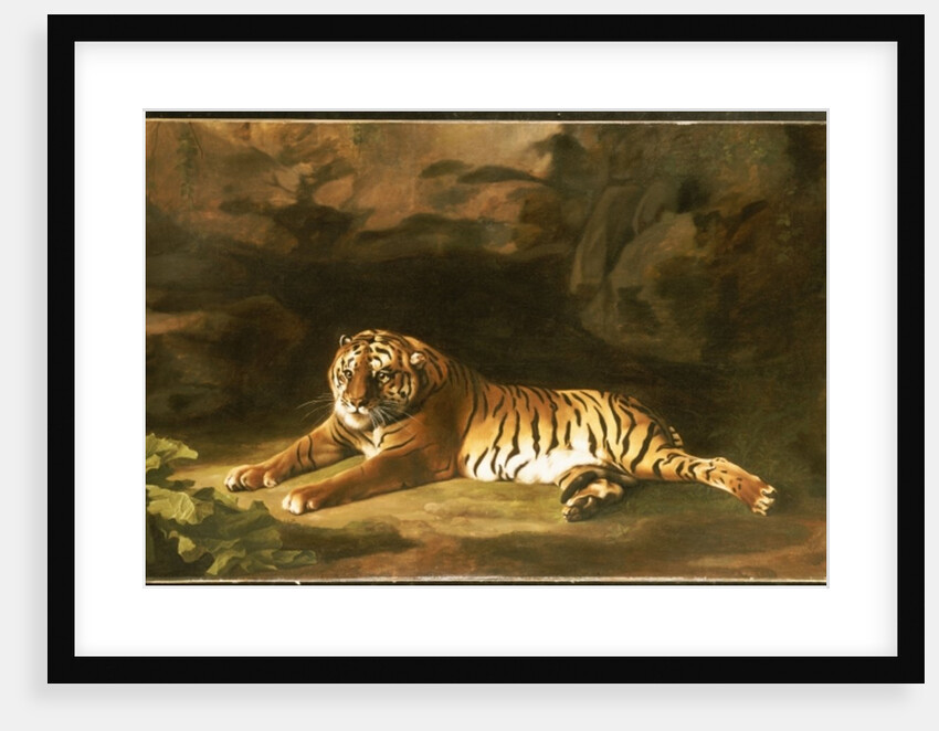 Portrait of the Royal Tiger, c.1770 by George Stubbs