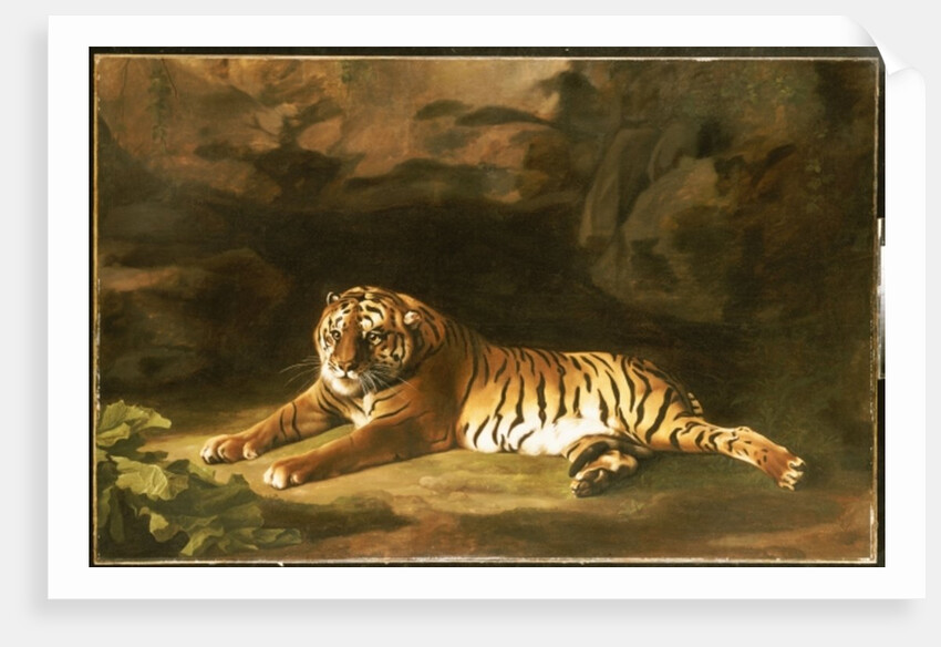 Portrait of the Royal Tiger, c.1770 by George Stubbs