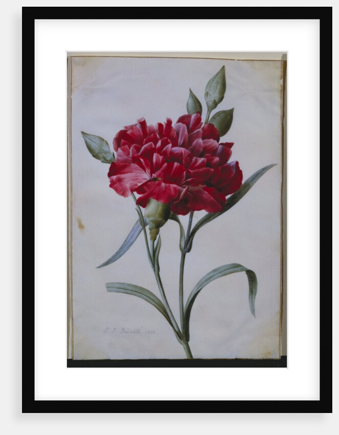 A Dark Red Carnation, 1822 by Pierre Joseph Redouté