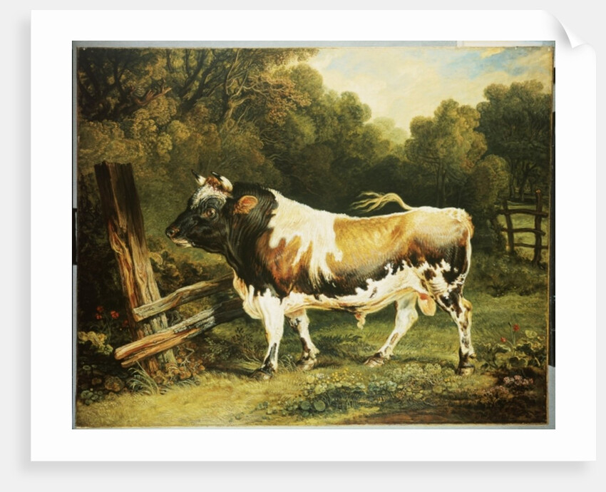 A Bull of the Alderney Breed by James Ward
