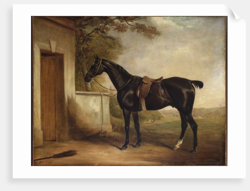 Portrait of Buckle, First Lord Chesham's Hunter, 1836 by John E. Ferneley