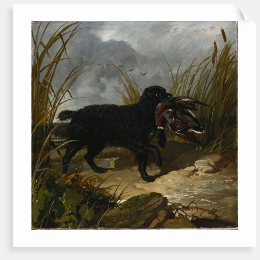 An Irish Water Spaniel Retrieving a Mallard Drake, 1849 by John Frederick Herring Snr