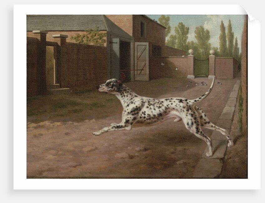A Dalmation Running in a Stable Yard by Philip Reinagle