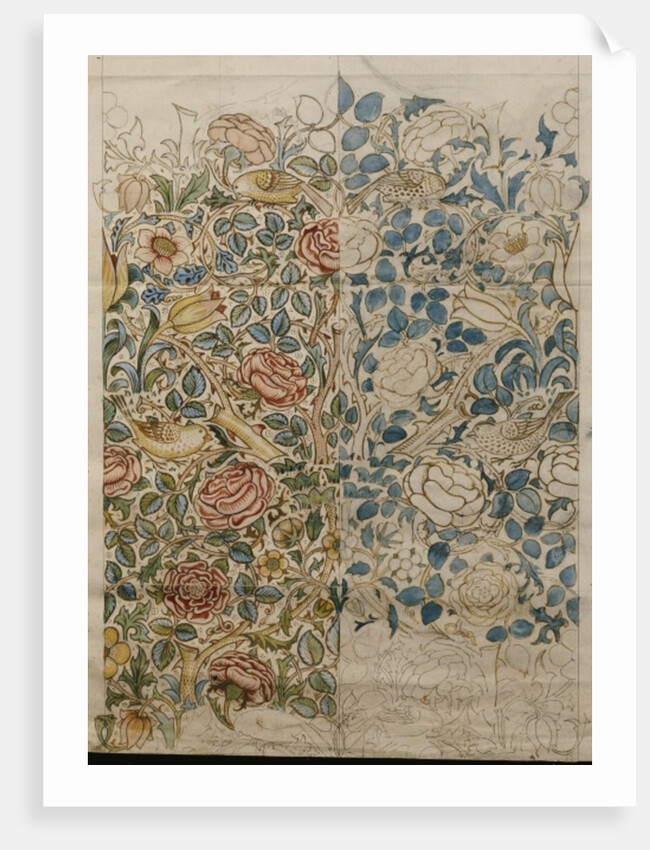 Rose, design for chintz by William Morris