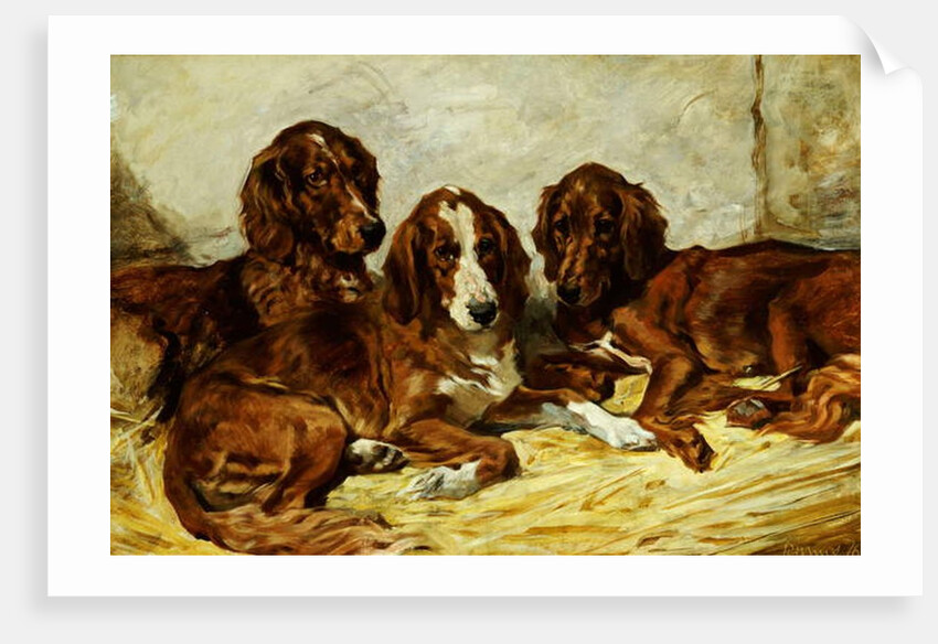 Shot and his Friends - Three Irish Red and White Setters, 1876 by John Emms