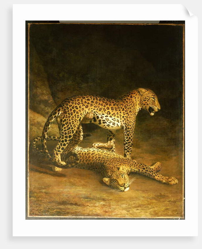 Two Leopards lying in the Exeter Exchange, 1808 by Jacques-Laurent Agasse