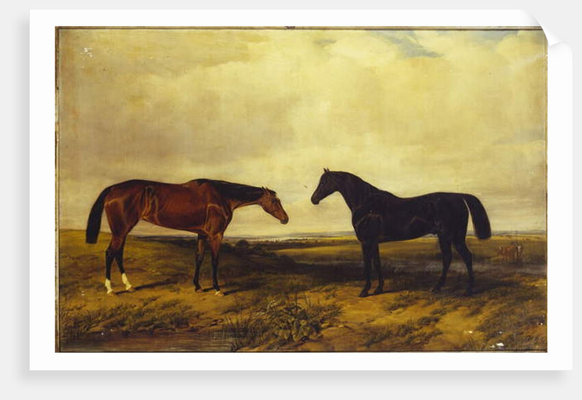 The Earl of Granard's bright bay filly and dark bay stallion, 1885 by William Snr. Luker