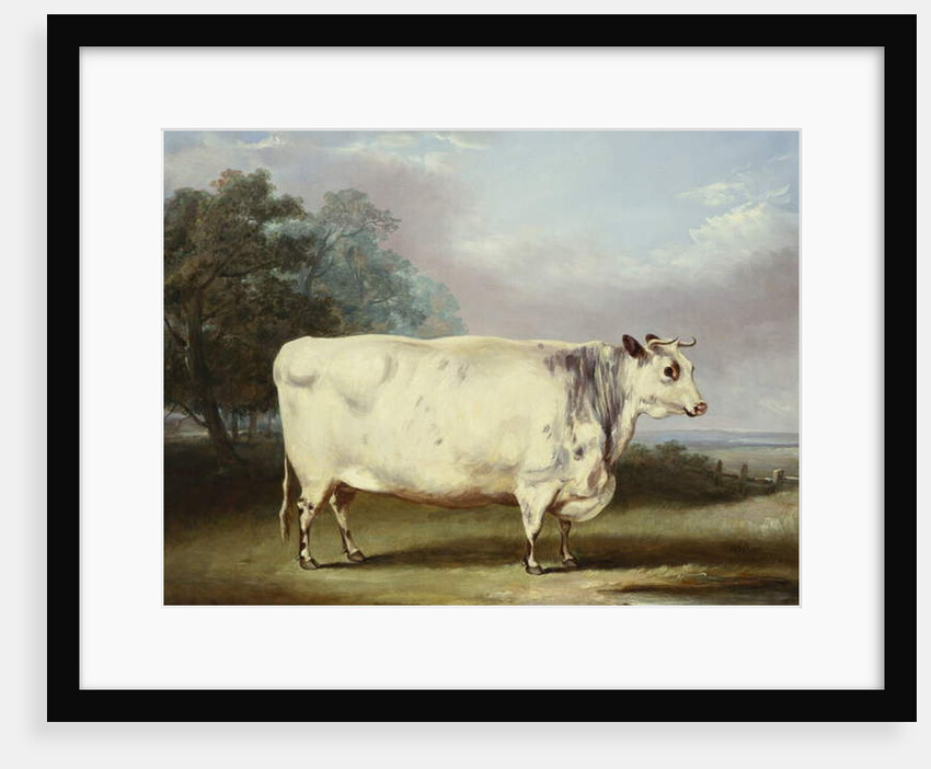 A Prize Cow, 1838 by William Henry Davis