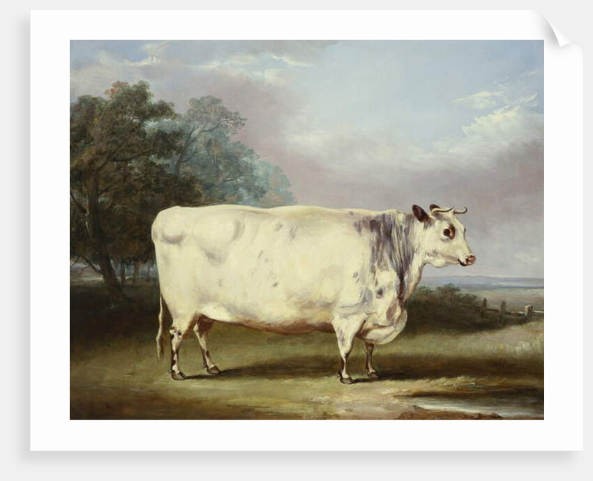 A Prize Cow, 1838 by William Henry Davis