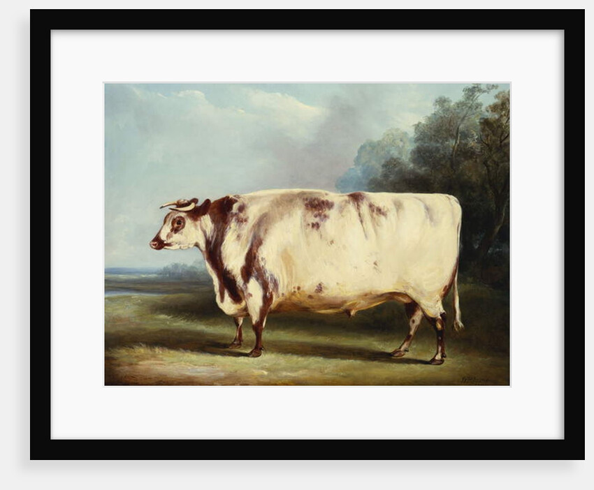 A Prize Bull, 1839 by William Henry Davis