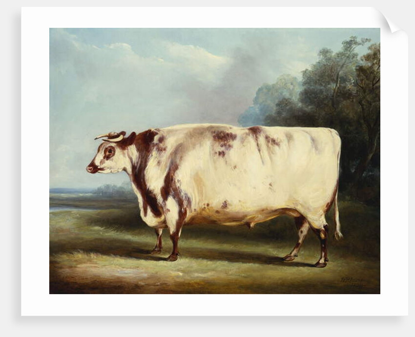 A Prize Bull, 1839 by William Henry Davis