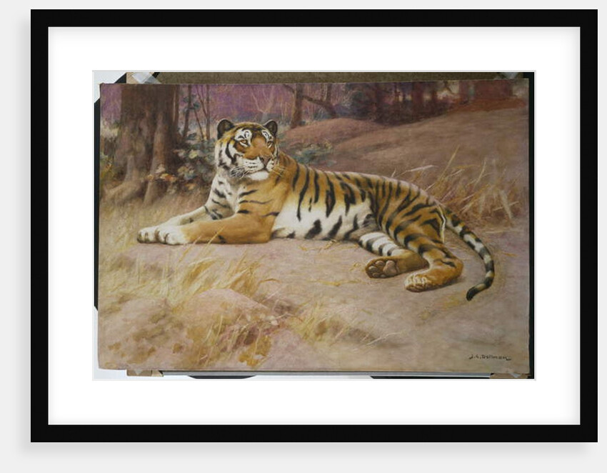 The Tiger by John Charles Dollman