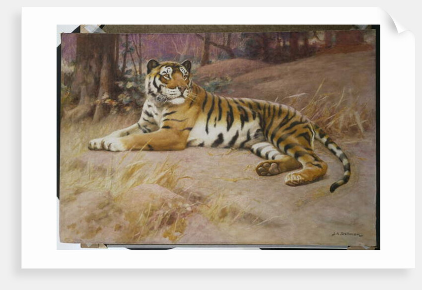 The Tiger by John Charles Dollman
