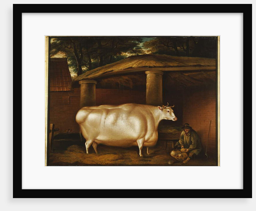The White Heifer that Travelled, with a man slicing turnips in a stable yard, 1811 by Thomas Weaver