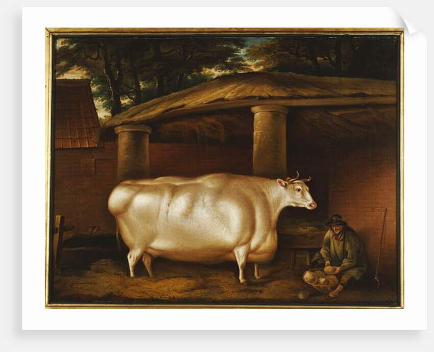 The White Heifer that Travelled, with a man slicing turnips in a stable yard, 1811 by Thomas Weaver