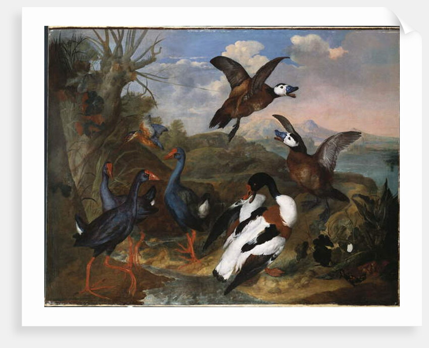 Shell Ducks and other Fowl in a Landscape, 1720 by Ferdinand Phillip de Hamilton